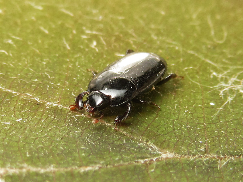 Histeridae:  Platylomalus complanatus